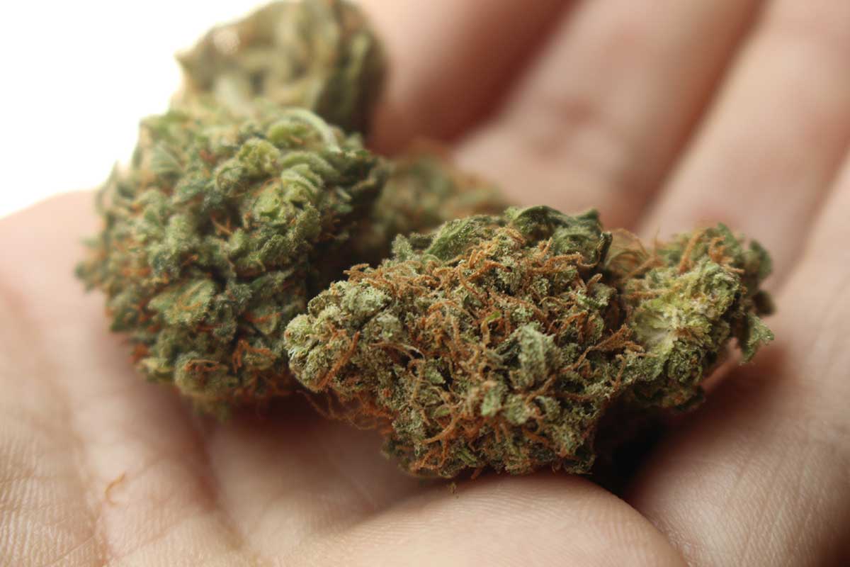 WeedBay